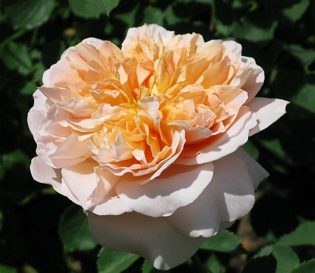  photo TeaClipperatfiloliIMG_0994640wide_zpsc278318b.jpg